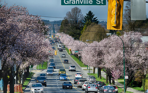 Sakura_Vancouver.jpg